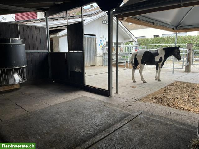 Bild 4: Freier Offenstallplatz in Wohlenschwil (AG)