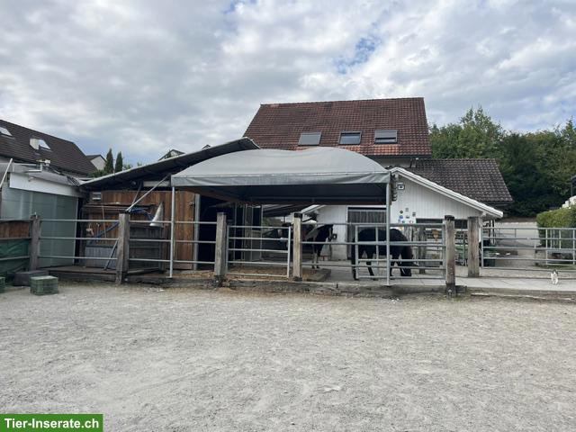 Bild 6: Freier Offenstallplatz in Wohlenschwil (AG)