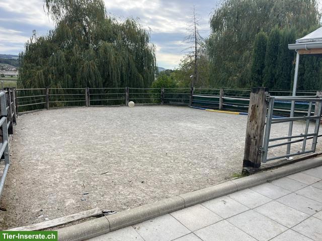 Bild 8: Freier Offenstallplatz in Wohlenschwil (AG)