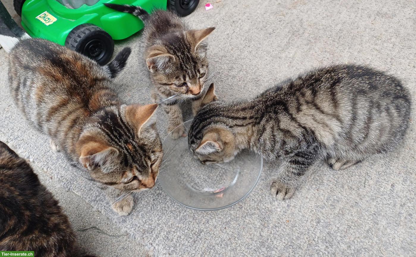 Junge Bauernhof Katzen, getigert