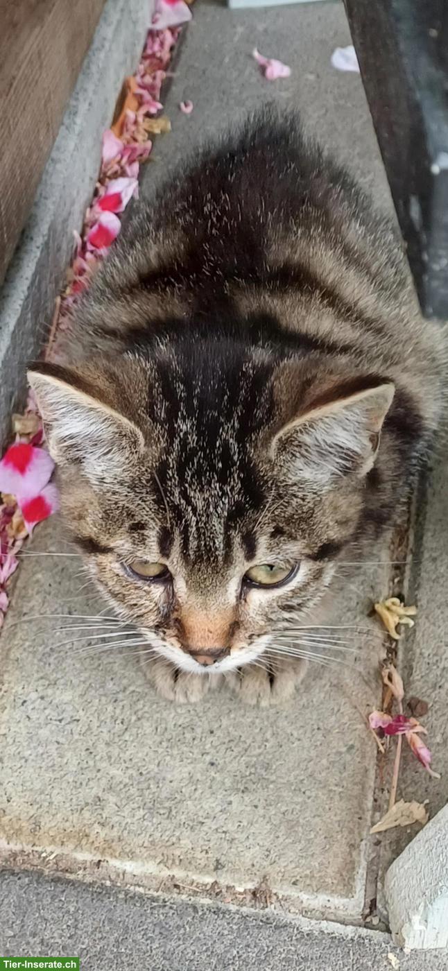 Bild 2: Junge Bauernhof Katzen, getigert