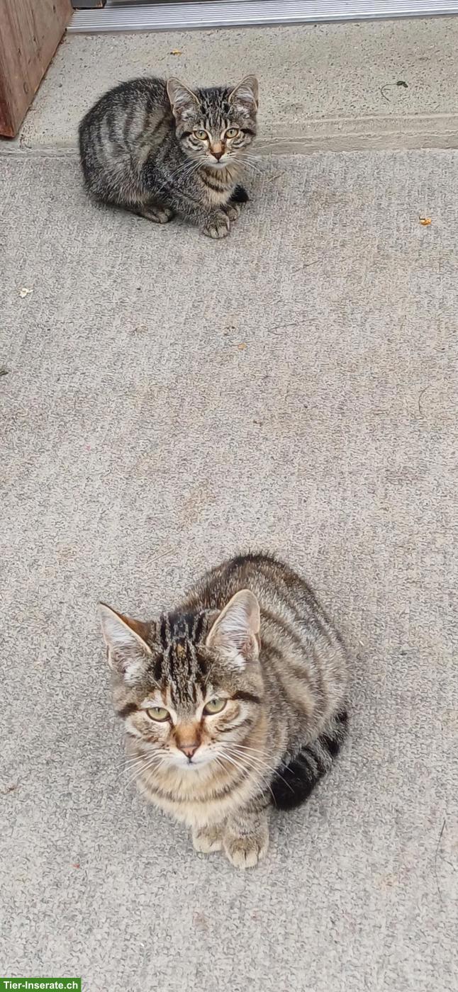 Bild 3: Junge Bauernhof Katzen, getigert