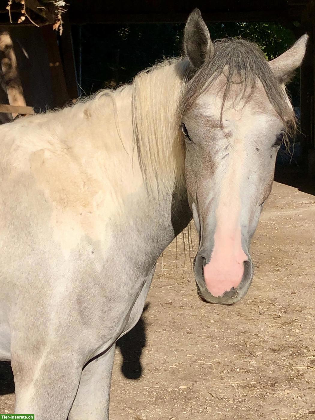 Bild 2: Jungpferd ACHAT hält Ausschau nach seiner Lieblingsperson! 🦄