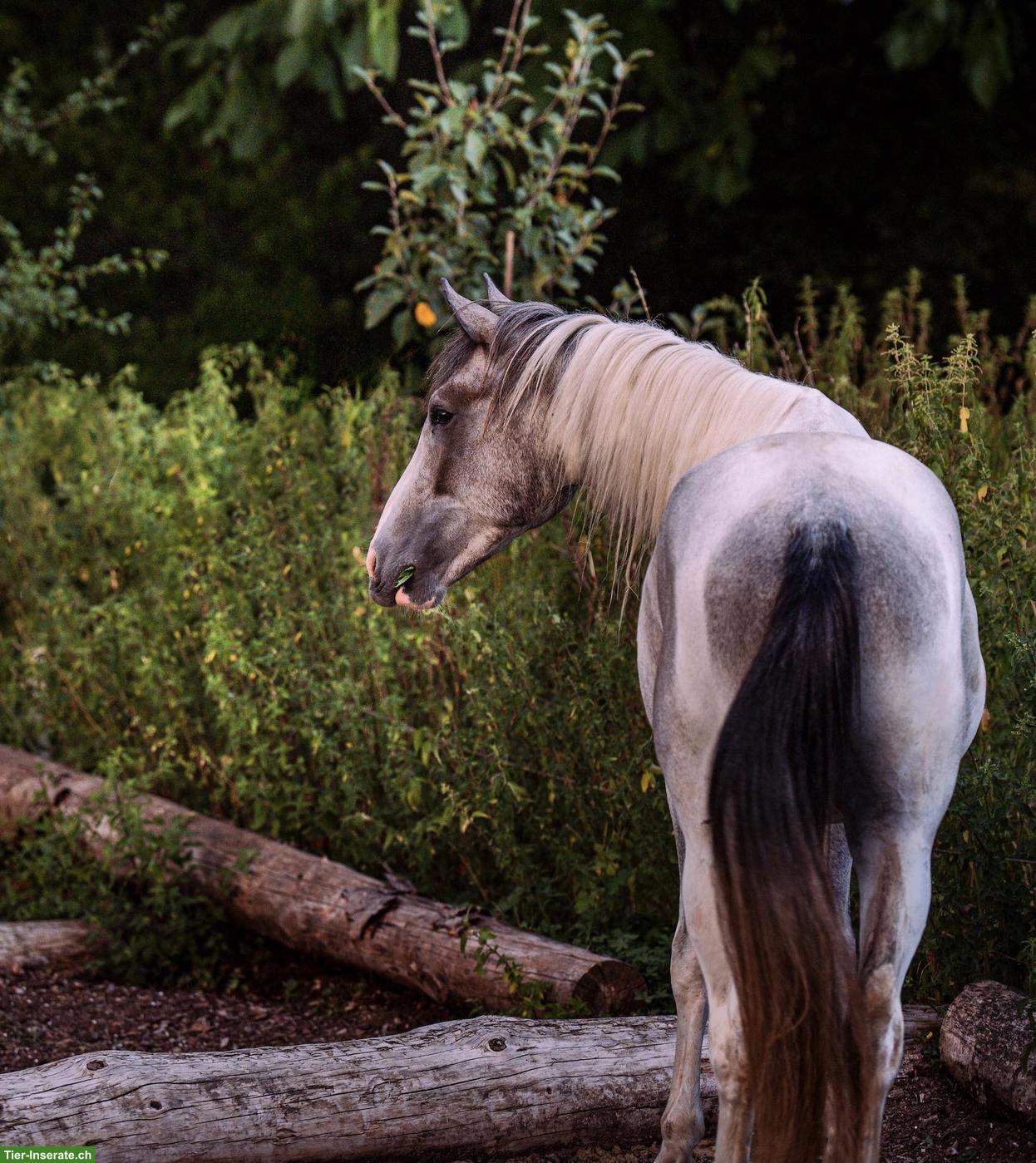 Bild 4: Jungpferd ACHAT hält Ausschau nach seiner Lieblingsperson! 🦄