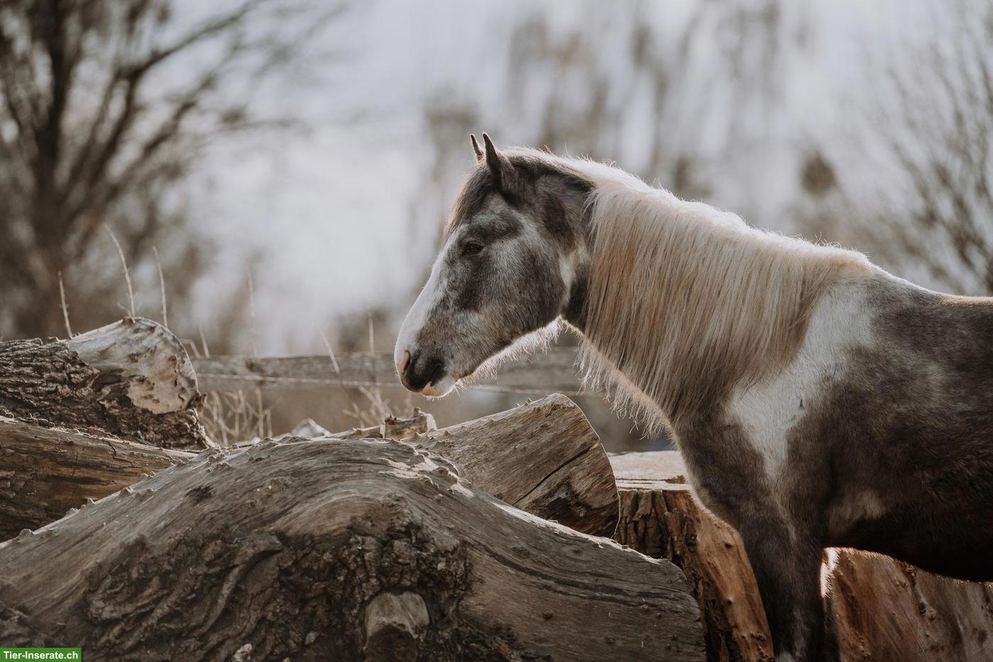 Bild 5: Jungpferd ACHAT hält Ausschau nach seiner Lieblingsperson! 🦄