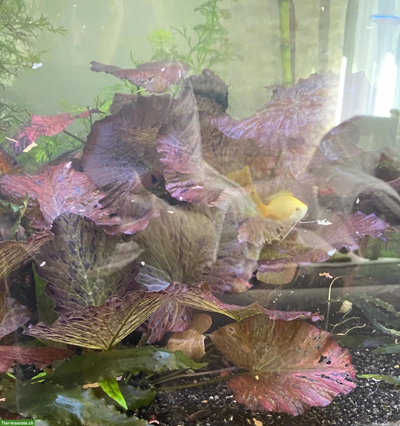 Bild 4: Aquarium 350 Liter mit kompletter Technik und Tieren