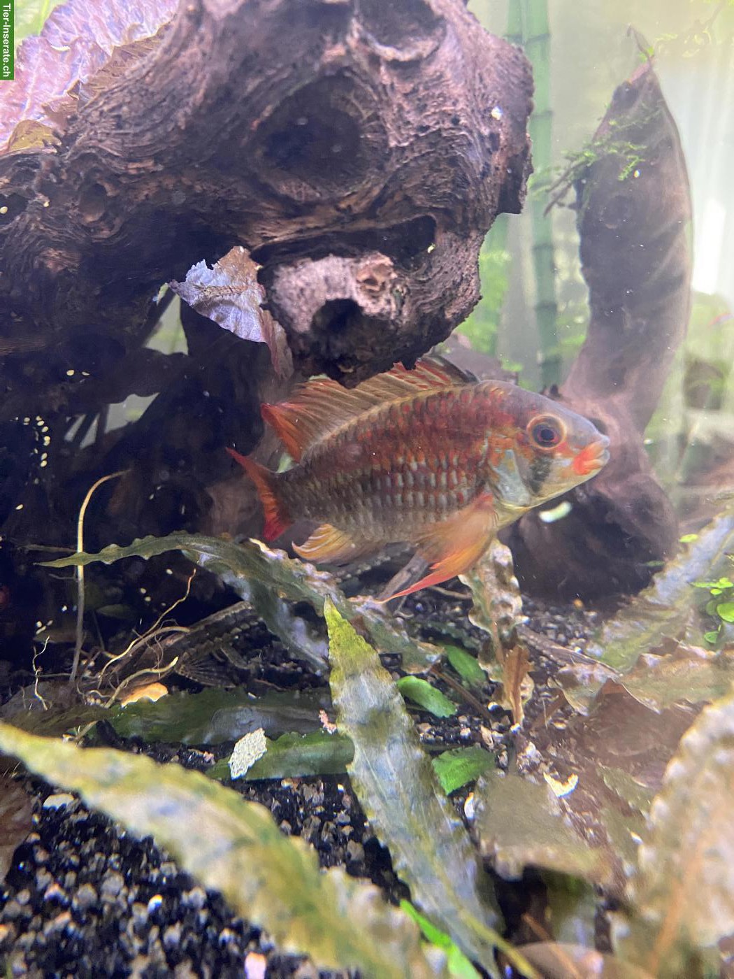 Bild 5: Aquarium 350 Liter mit kompletter Technik und Tieren