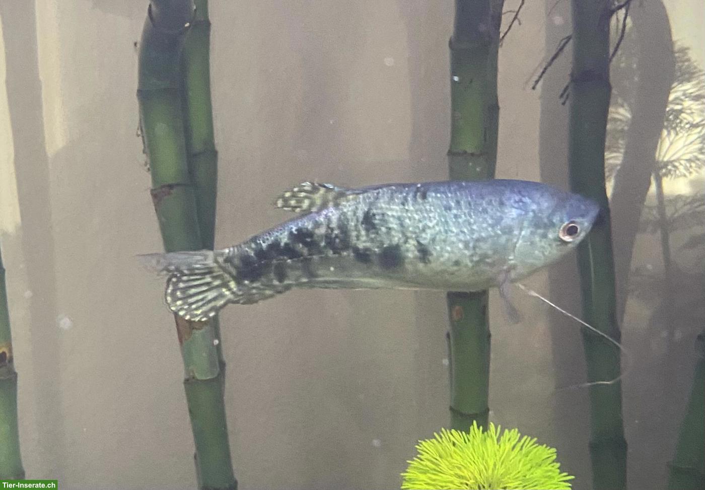 Bild 6: Aquarium 350 Liter mit kompletter Technik und Tieren