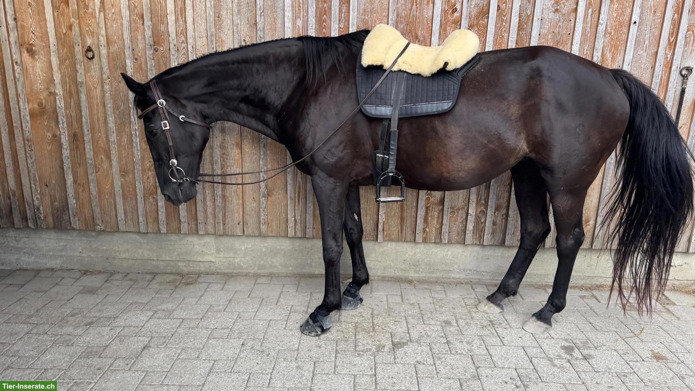 Bild 2: Reitbeteiligung für wunderschöne, feine Rappstute in Kehrsatz BE