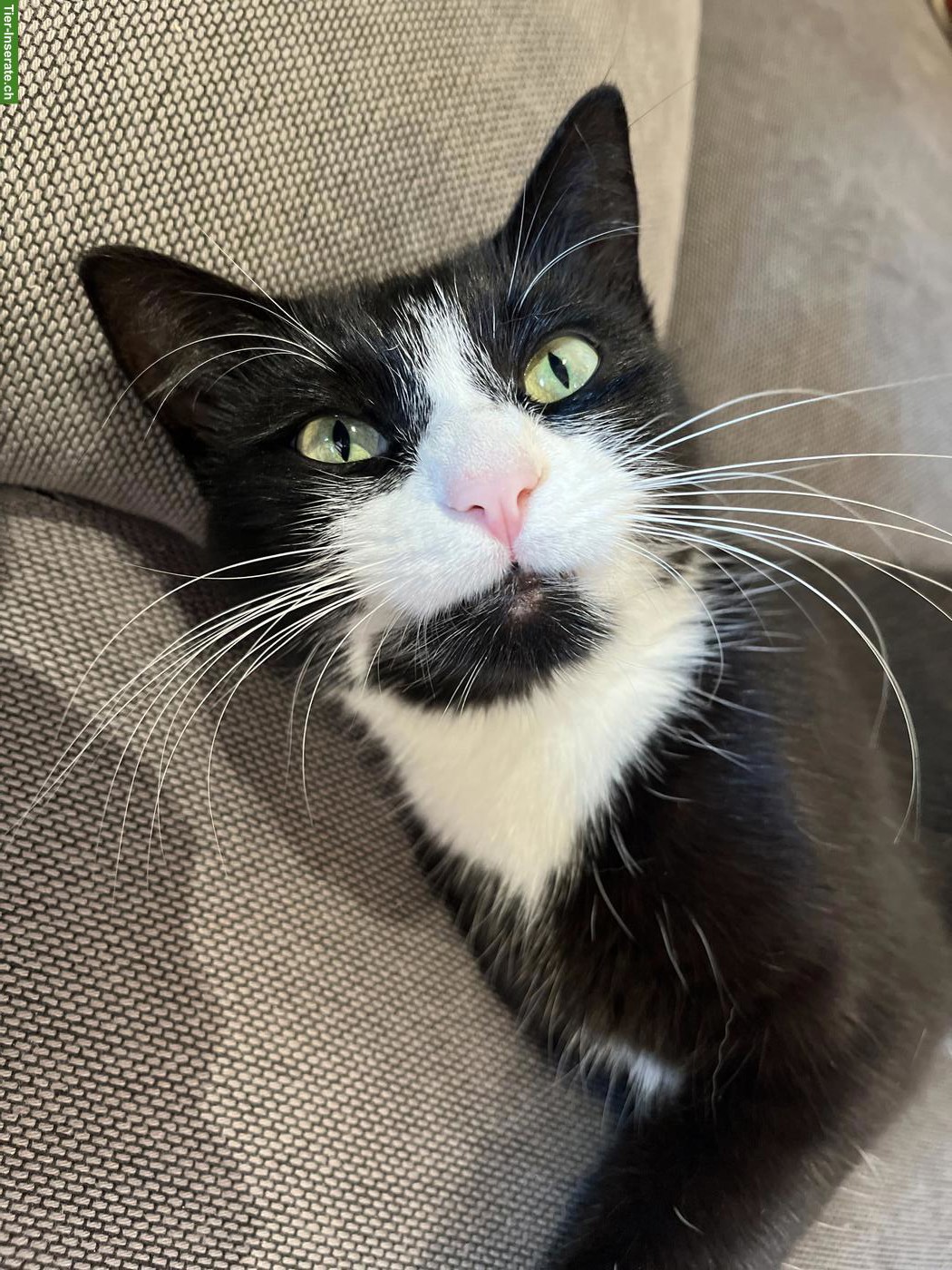 Katze Nala sucht dringend neues Zuhause 🐾