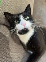 Katze Nala sucht dringend neues Zuhause 🐾