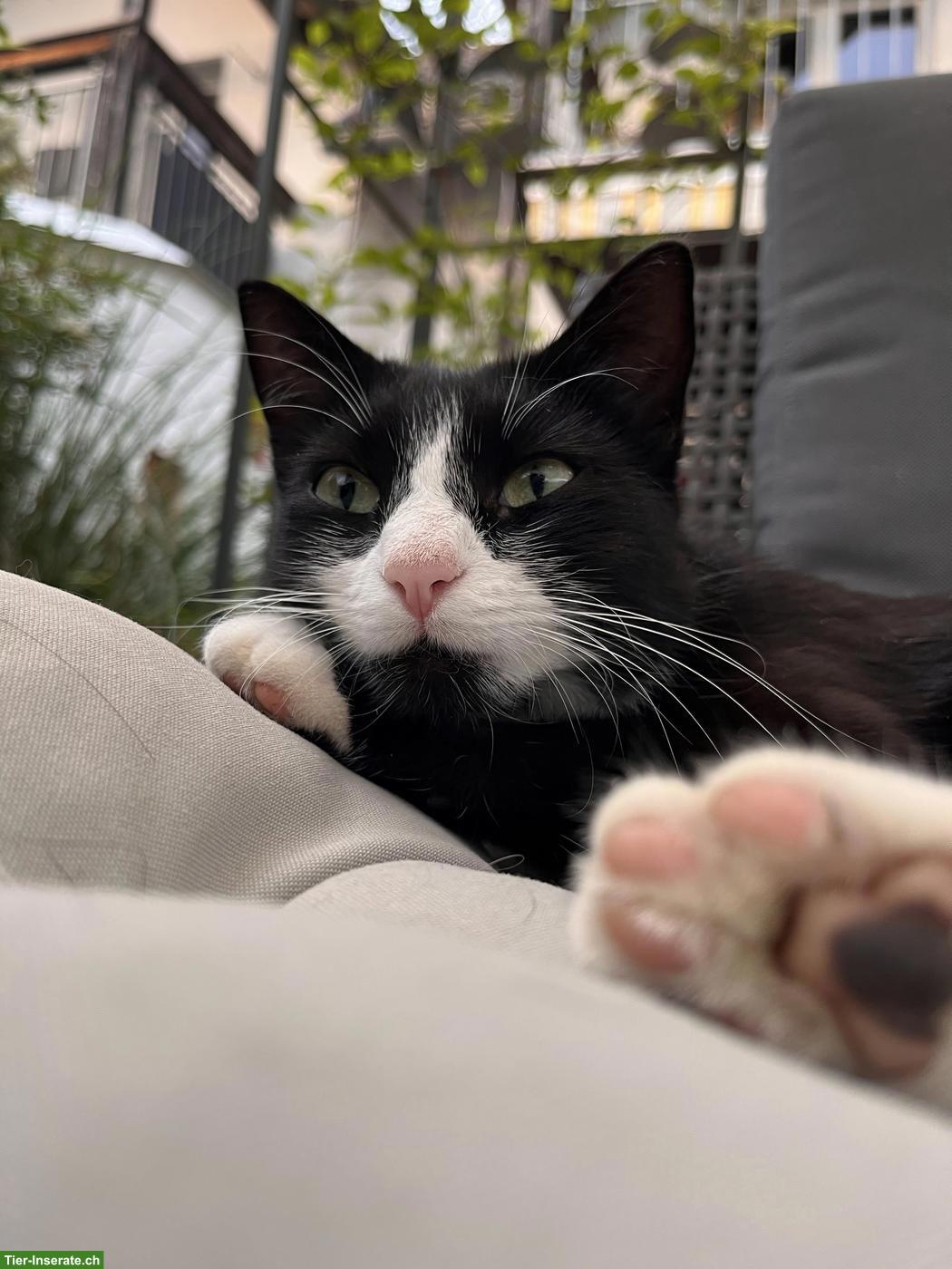 Bild 2: Katze Nala sucht dringend neues Zuhause 🐾