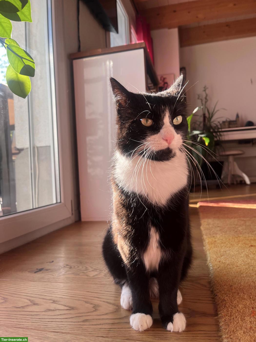 Bild 3: Katze Nala sucht dringend neues Zuhause 🐾