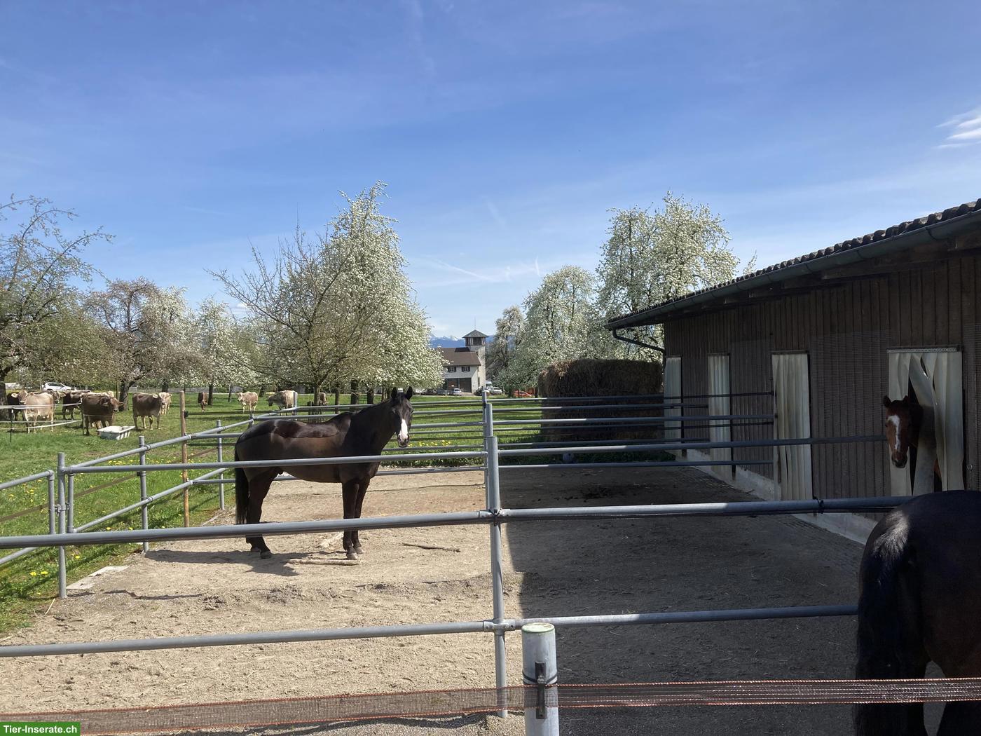 Helle Pferdeboxe zu vermieten mit grossem Auslauf in Hombrechtikon ZH