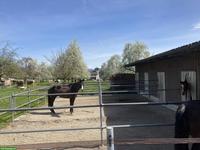 Helle Pferdeboxe zu vermieten mit grossem Auslauf in Hombrechtikon ZH