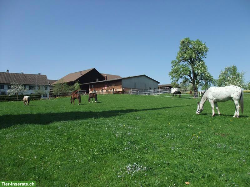 Bild 3: Helle Pferdeboxe zu vermieten mit grossem Auslauf in Hombrechtikon ZH