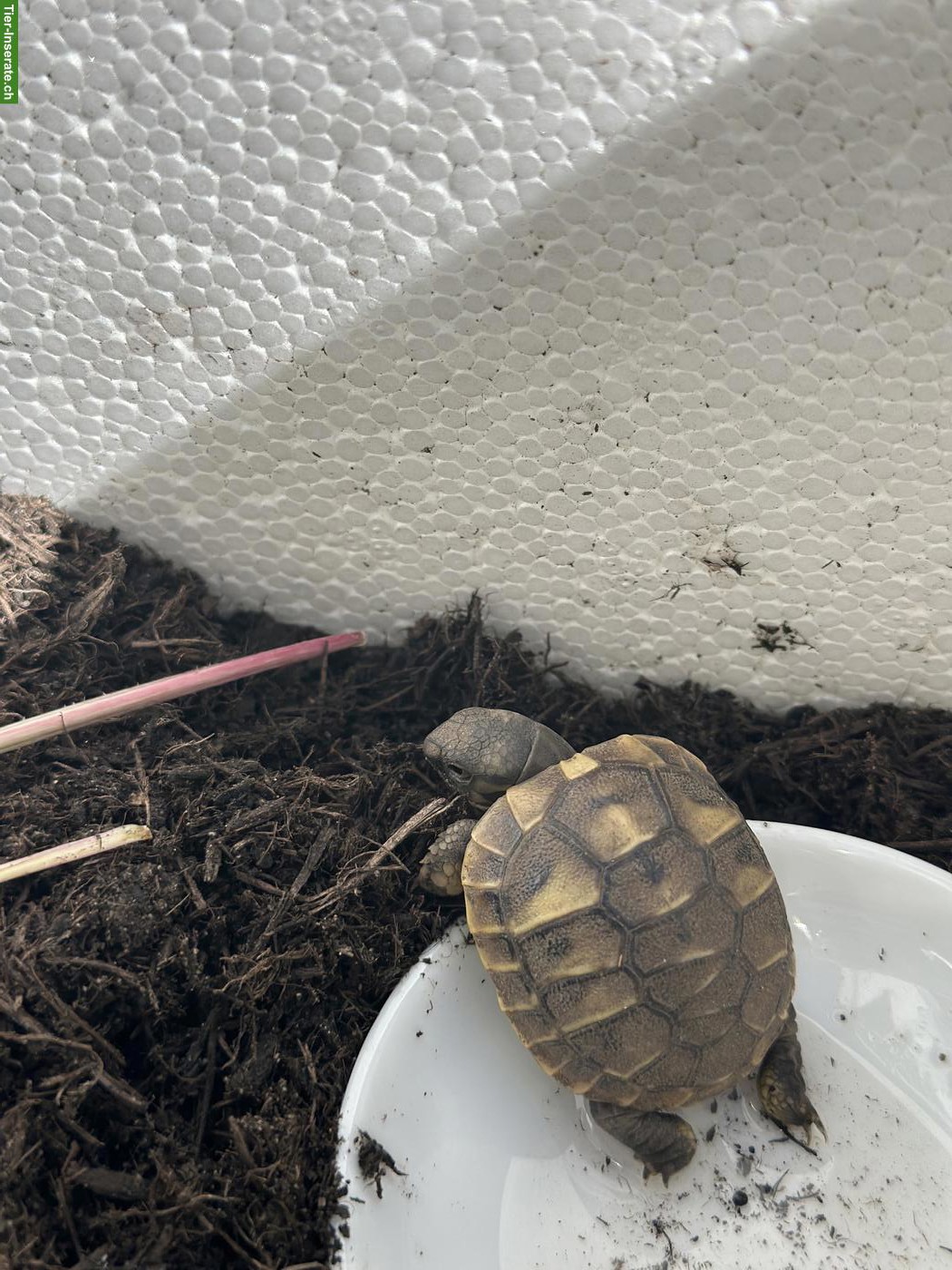 Baby Schildkröten abzugeben