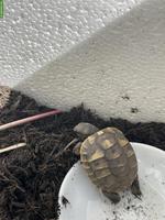 Baby Schildkröten abzugeben