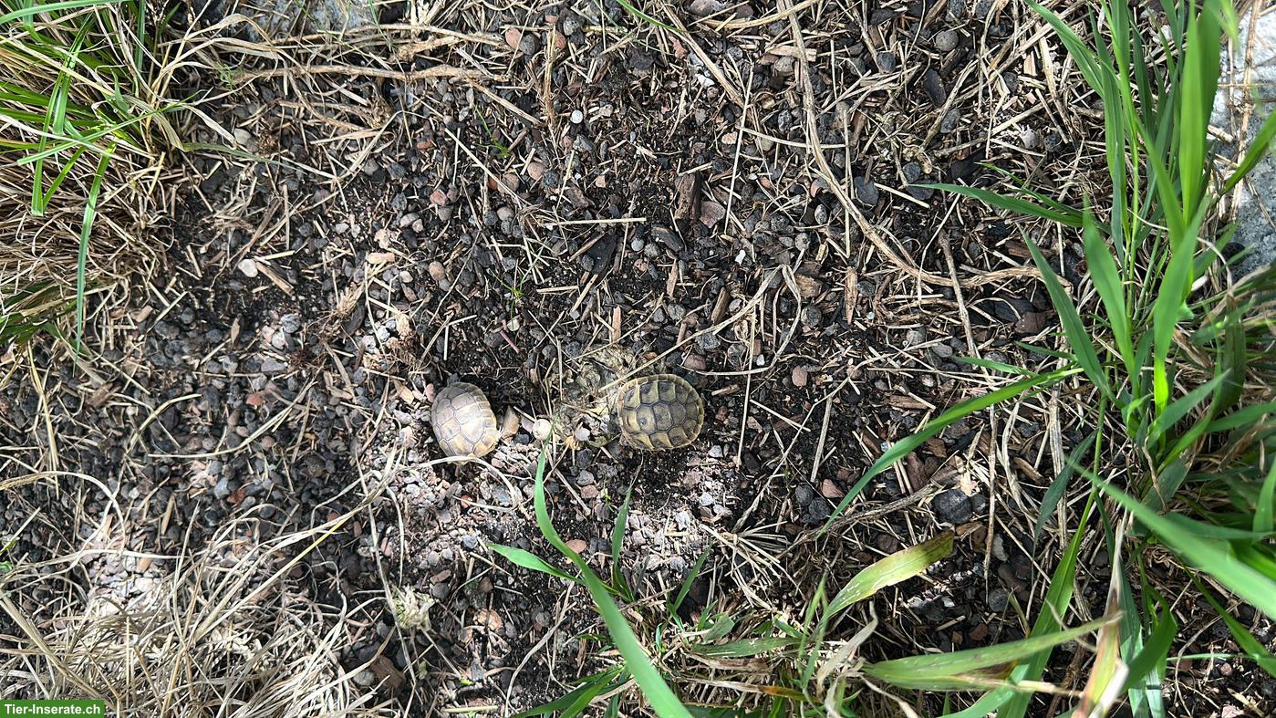 Bild 3: Baby Schildkröten abzugeben