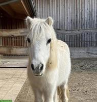 Pony für Kind gesucht