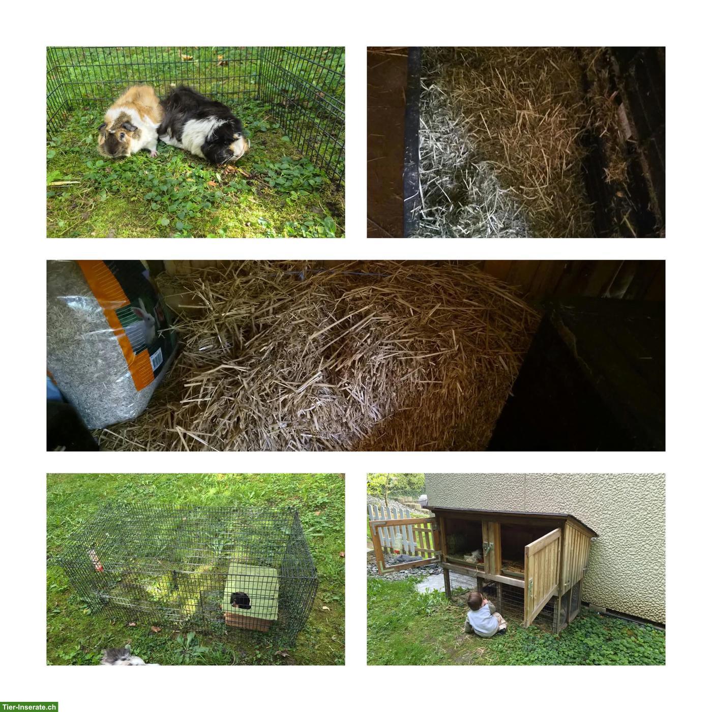 Meerschweinchen, Männchen und Weibchen, mit Zubehör