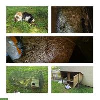 Meerschweinchen, Männchen und Weibchen, mit Zubehör