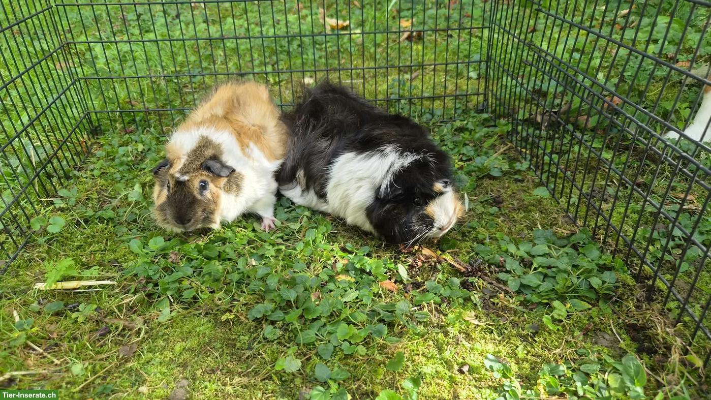 Bild 2: Meerschweinchen, Männchen und Weibchen, mit Zubehör
