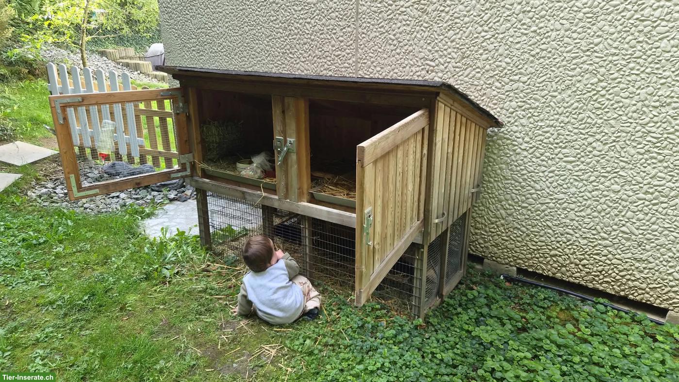 Bild 3: Meerschweinchen, Männchen und Weibchen, mit Zubehör