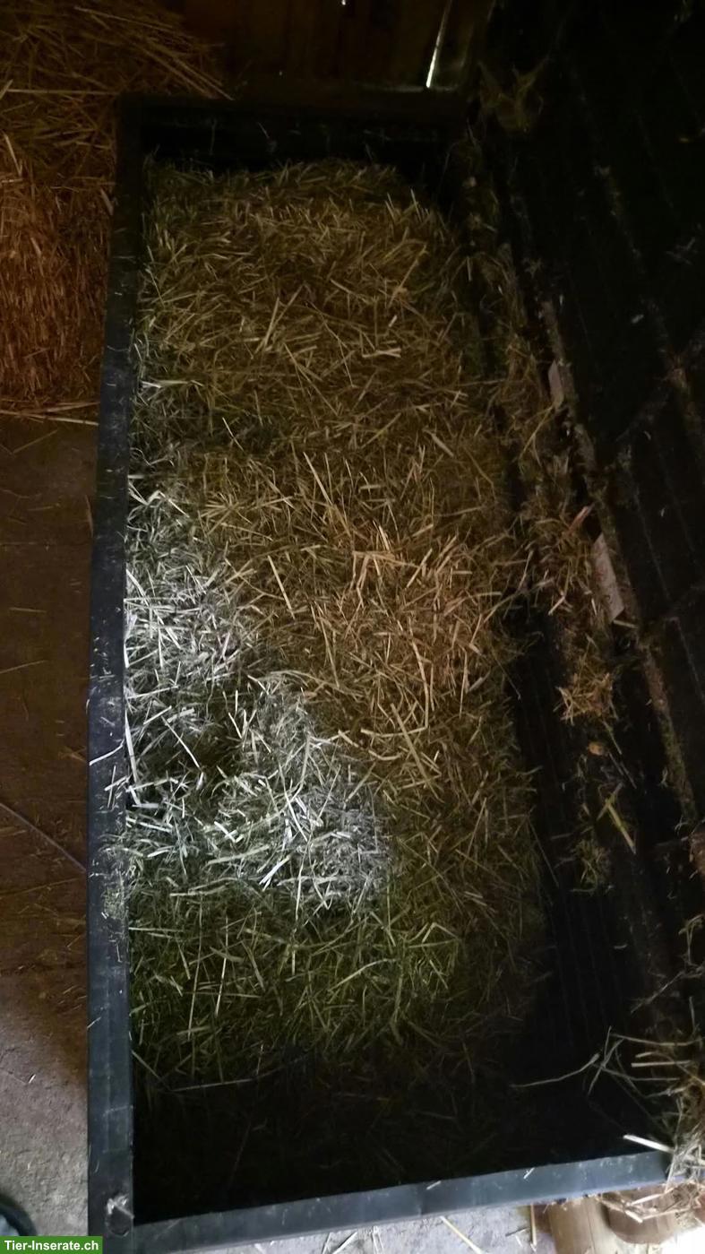 Bild 4: Meerschweinchen, Männchen und Weibchen, mit Zubehör