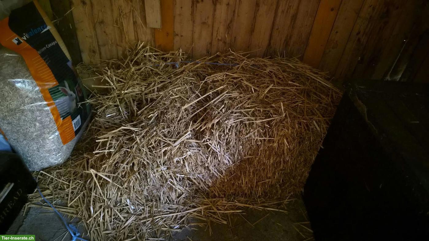Bild 5: Meerschweinchen, Männchen und Weibchen, mit Zubehör