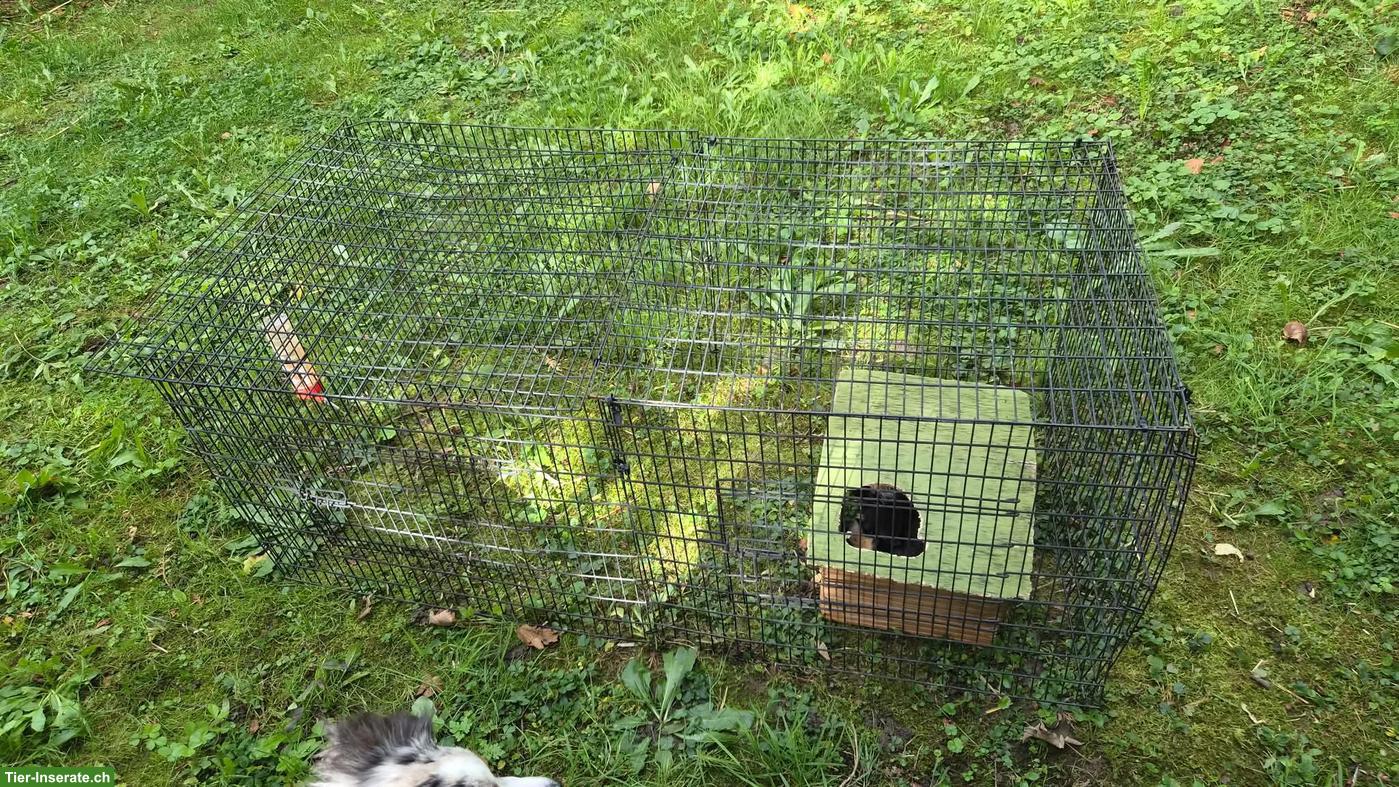 Bild 6: Meerschweinchen, Männchen und Weibchen, mit Zubehör