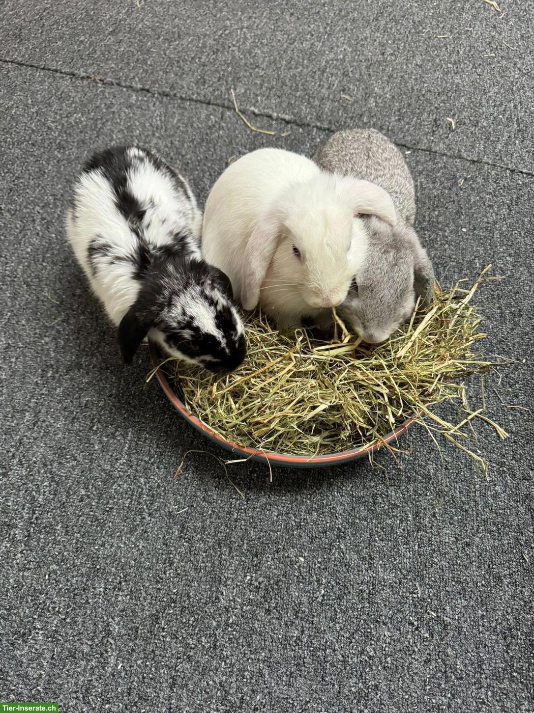 3 Zwergkaninchen suche ein liebes Zuhause