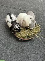 3 Zwergkaninchen suche ein liebes Zuhause