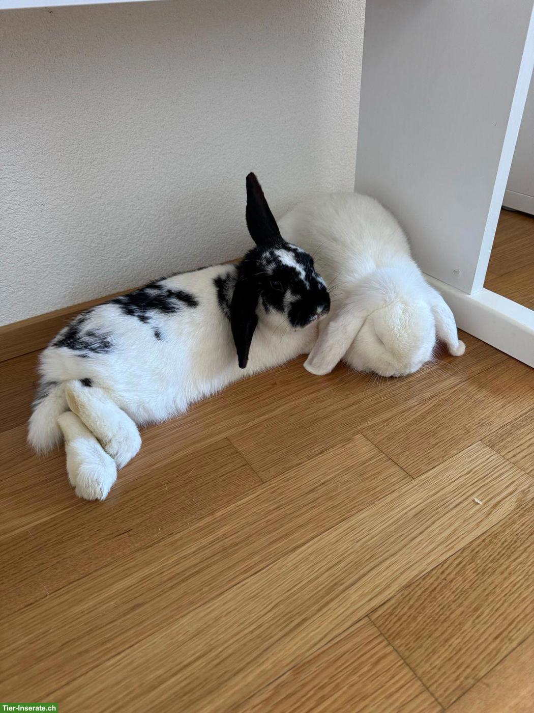 Bild 4: 3 Zwergkaninchen suche ein liebes Zuhause