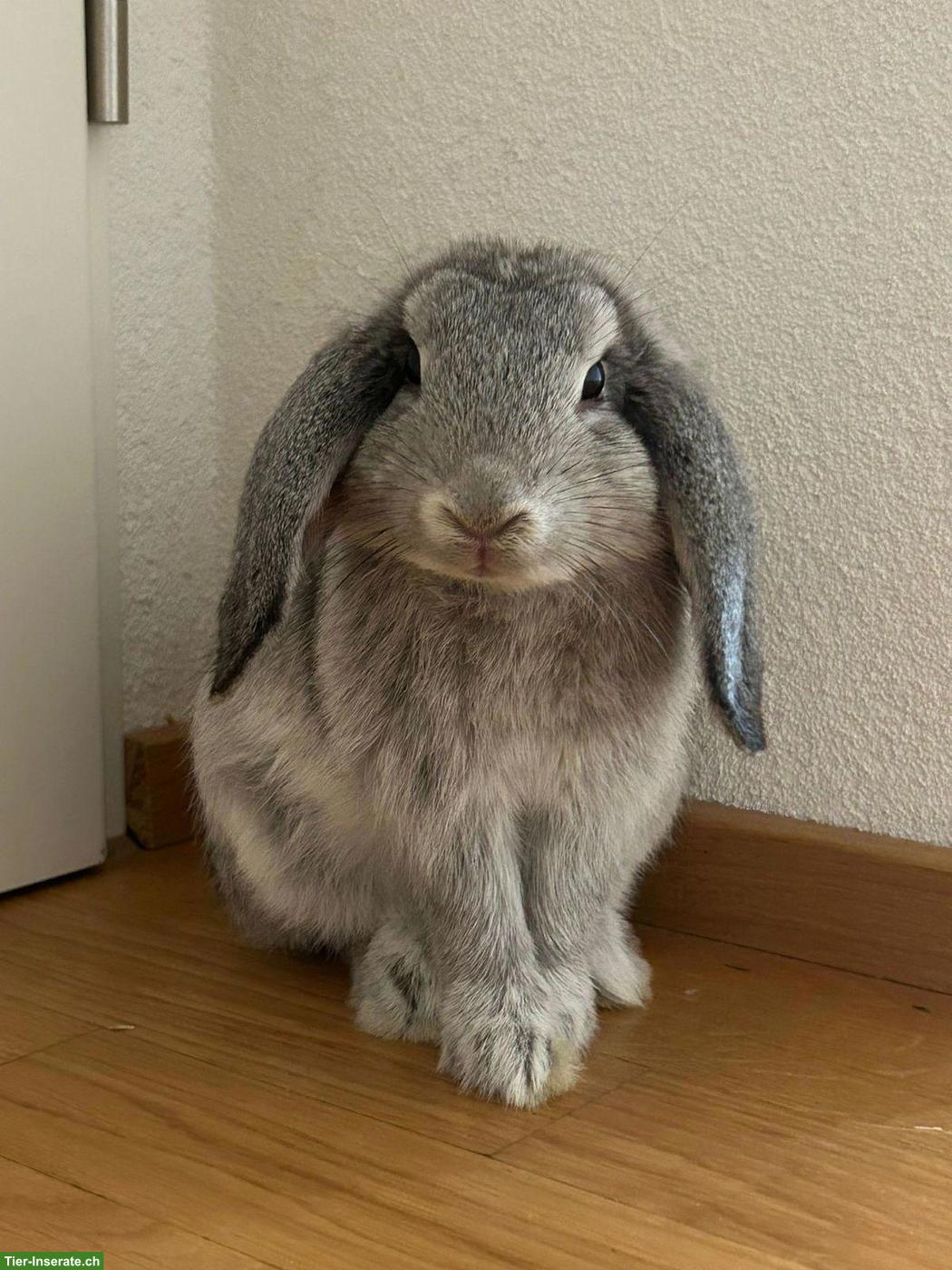 Bild 5: 3 Zwergkaninchen suche ein liebes Zuhause