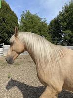 Andalusier Wallach Palomino Jahrgang 2007 sucht neuen Besitzer