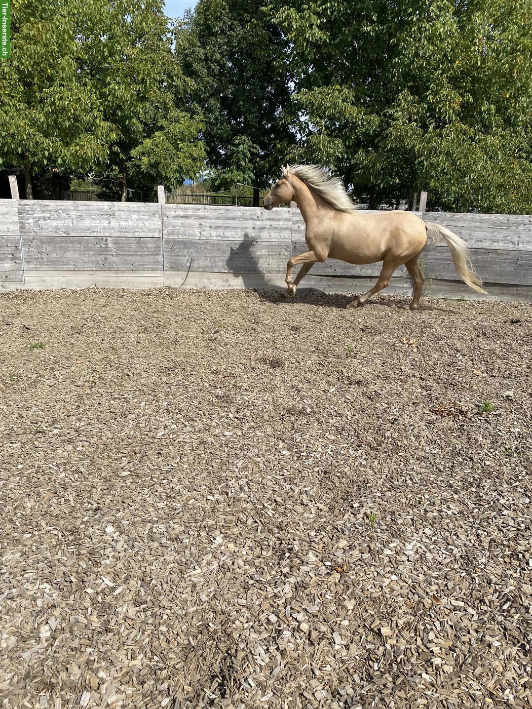 Bild 2: Andalusier Wallach Palomino Jahrgang 2007 sucht neuen Besitzer