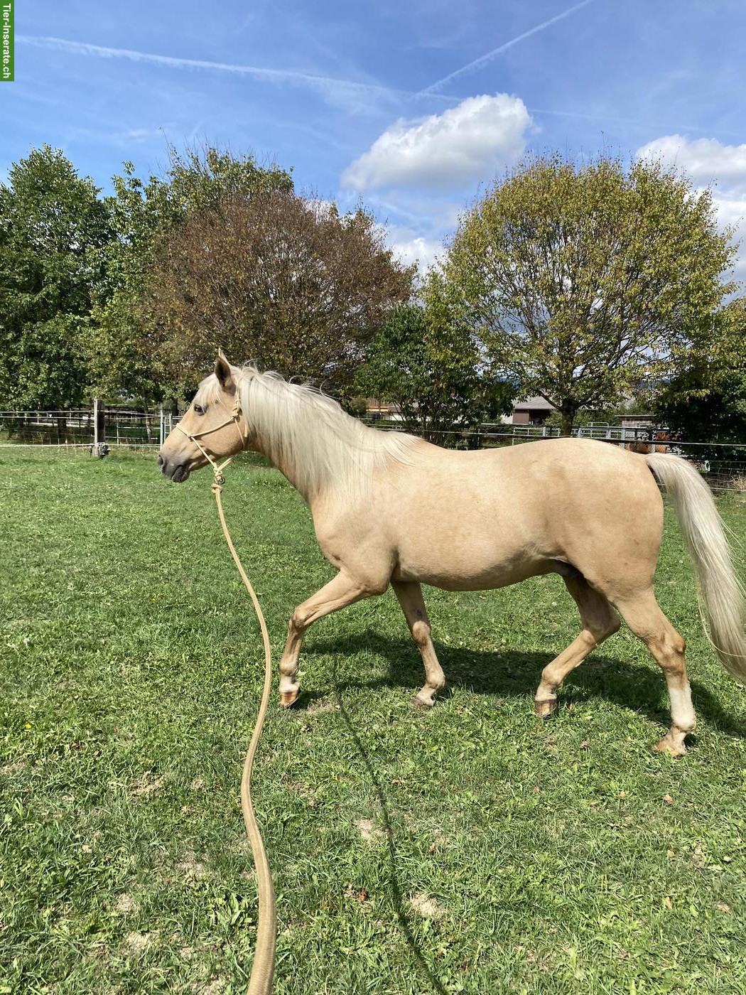 Bild 5: Andalusier Wallach Palomino Jahrgang 2007 sucht neuen Besitzer