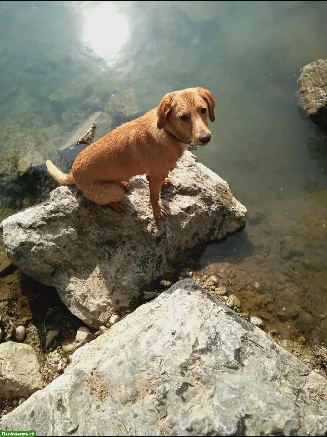 Labrador Mix Hündin