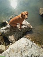Labrador Mix Hündin