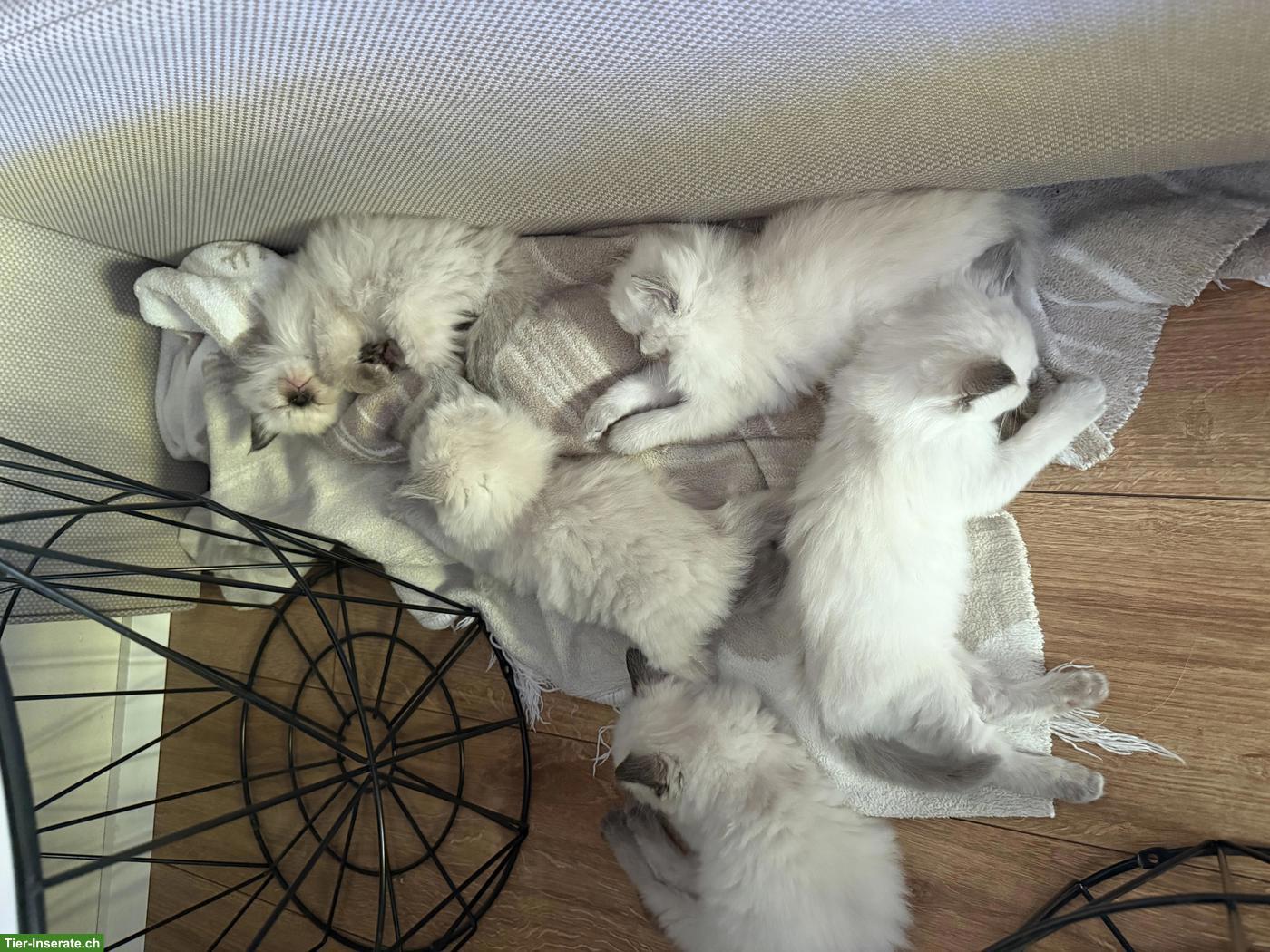 Bild 5: Wunderschöne Ragdoll Kitten suchen liebevolles Zuhause! 💙🐾