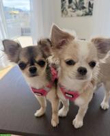 Reinrassige Langhaar Chihuahua Welpen zu verkaufen