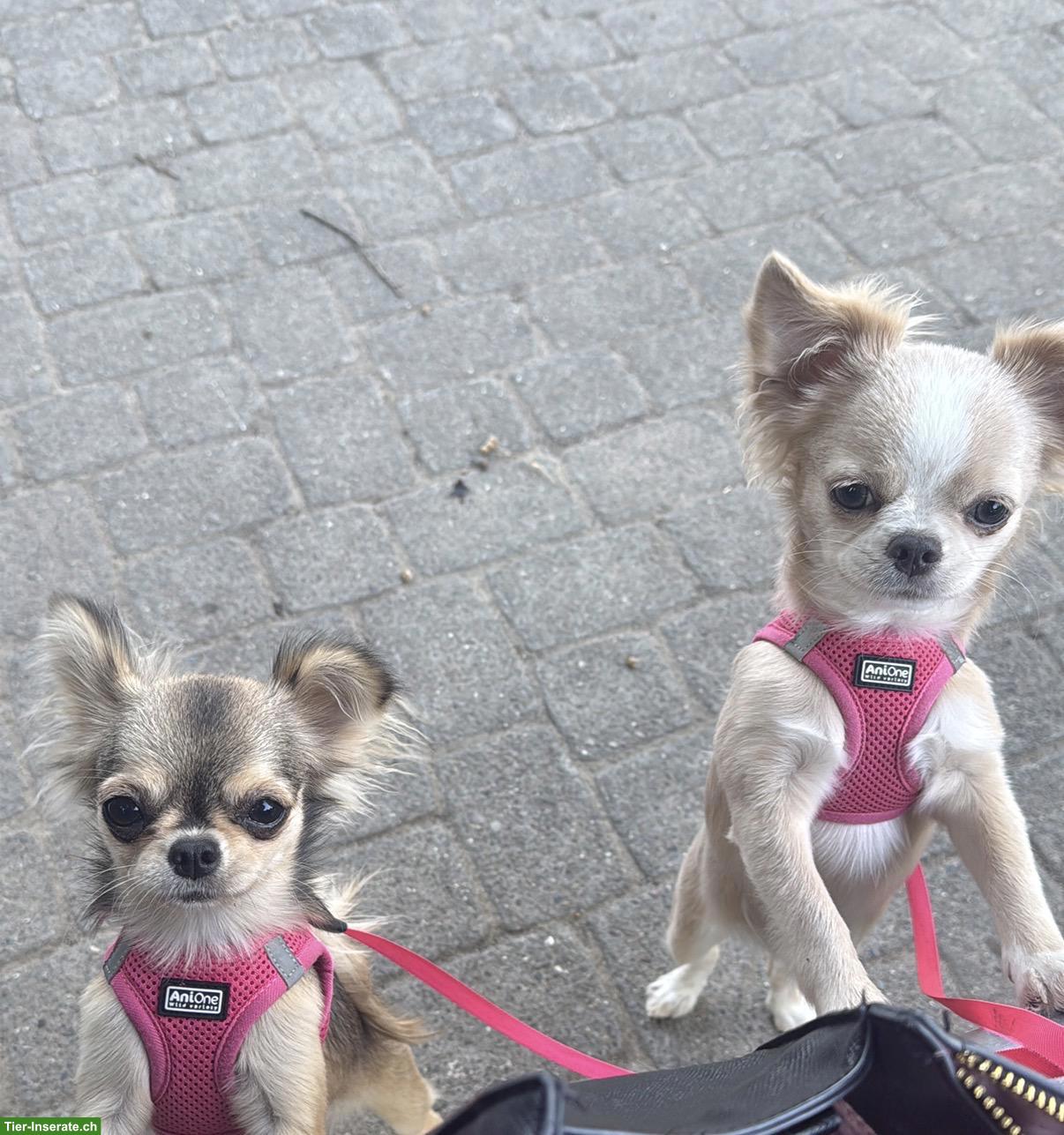Bild 2: Reinrassige Langhaar Chihuahua Welpen zu verkaufen