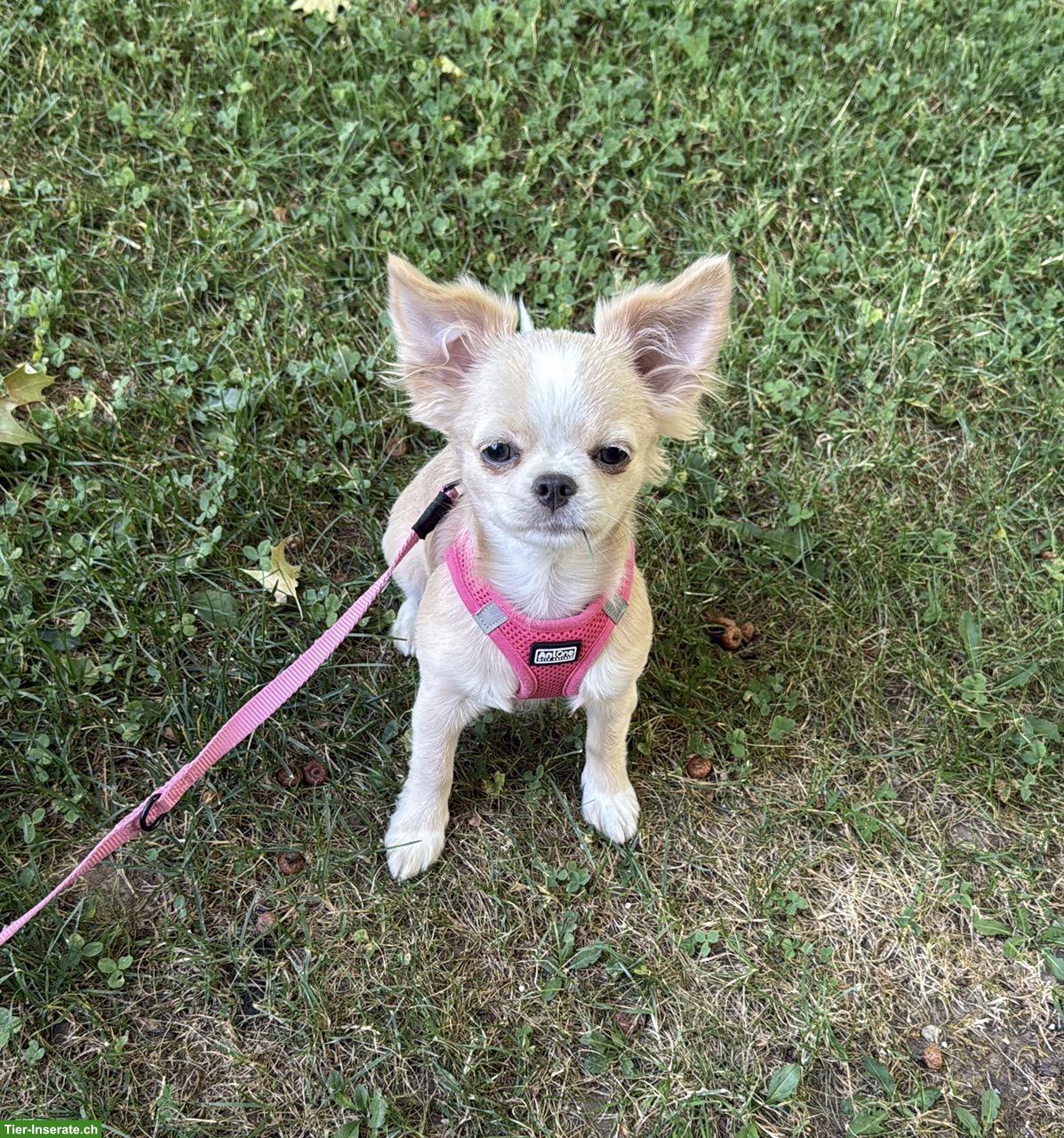Bild 3: Reinrassige Langhaar Chihuahua Welpen zu verkaufen