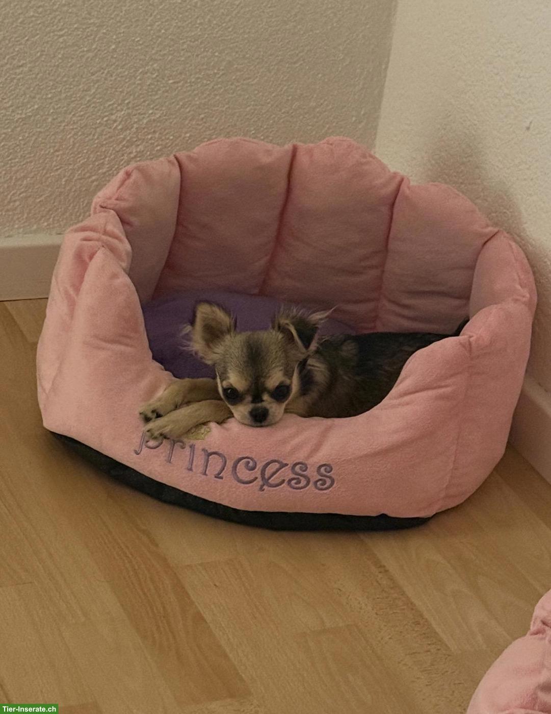 Bild 4: Reinrassige Langhaar Chihuahua Welpen zu verkaufen