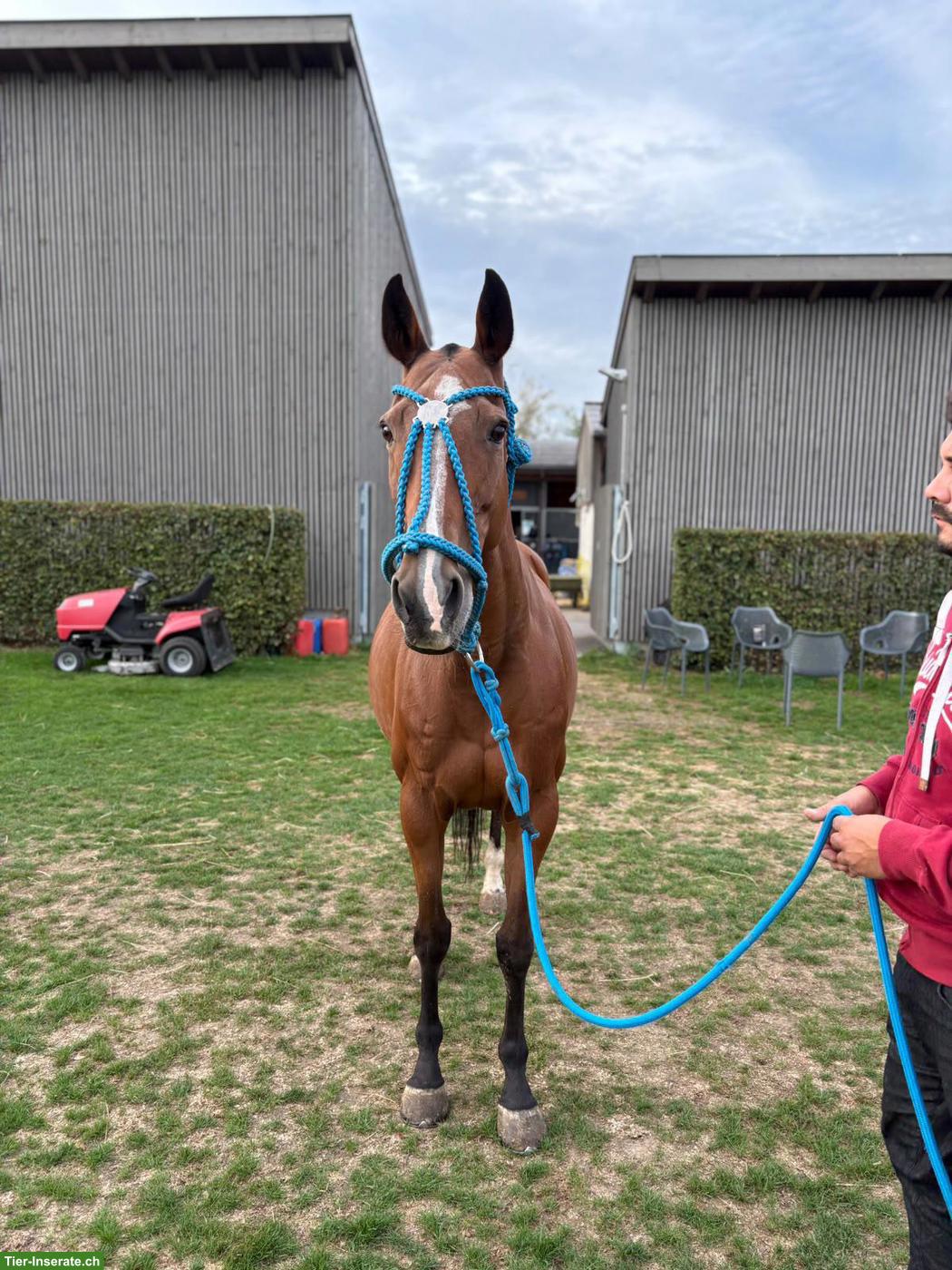 Sehr liebe Polo-Stute, 17-jährig