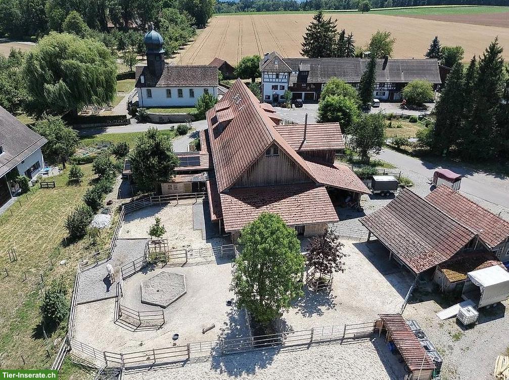 Bild 2: 5.5-Zimmer-Hausteil in wunderschönem Weiler in Gündelhart / Hörhausen