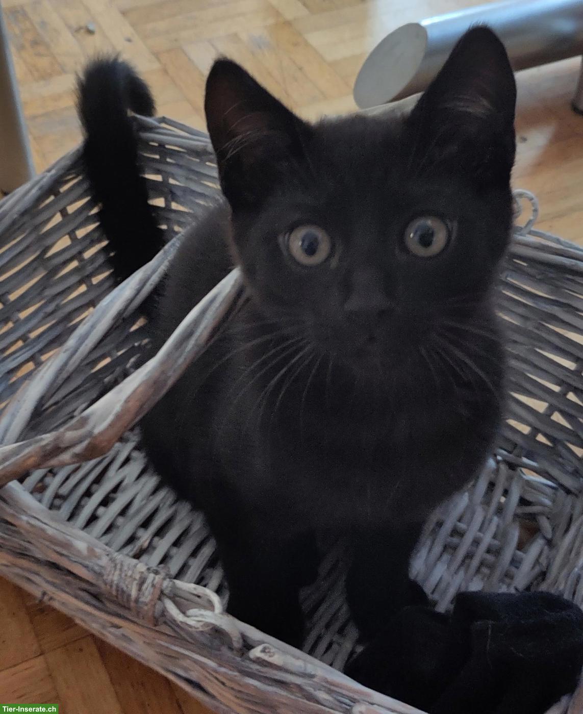 Bild 2: 2 Kätzchen, schwarz und Schildpatt