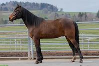 Amir vom Aeschlenberg - Traber/Araber x Pinto/Schweizer Warmblut