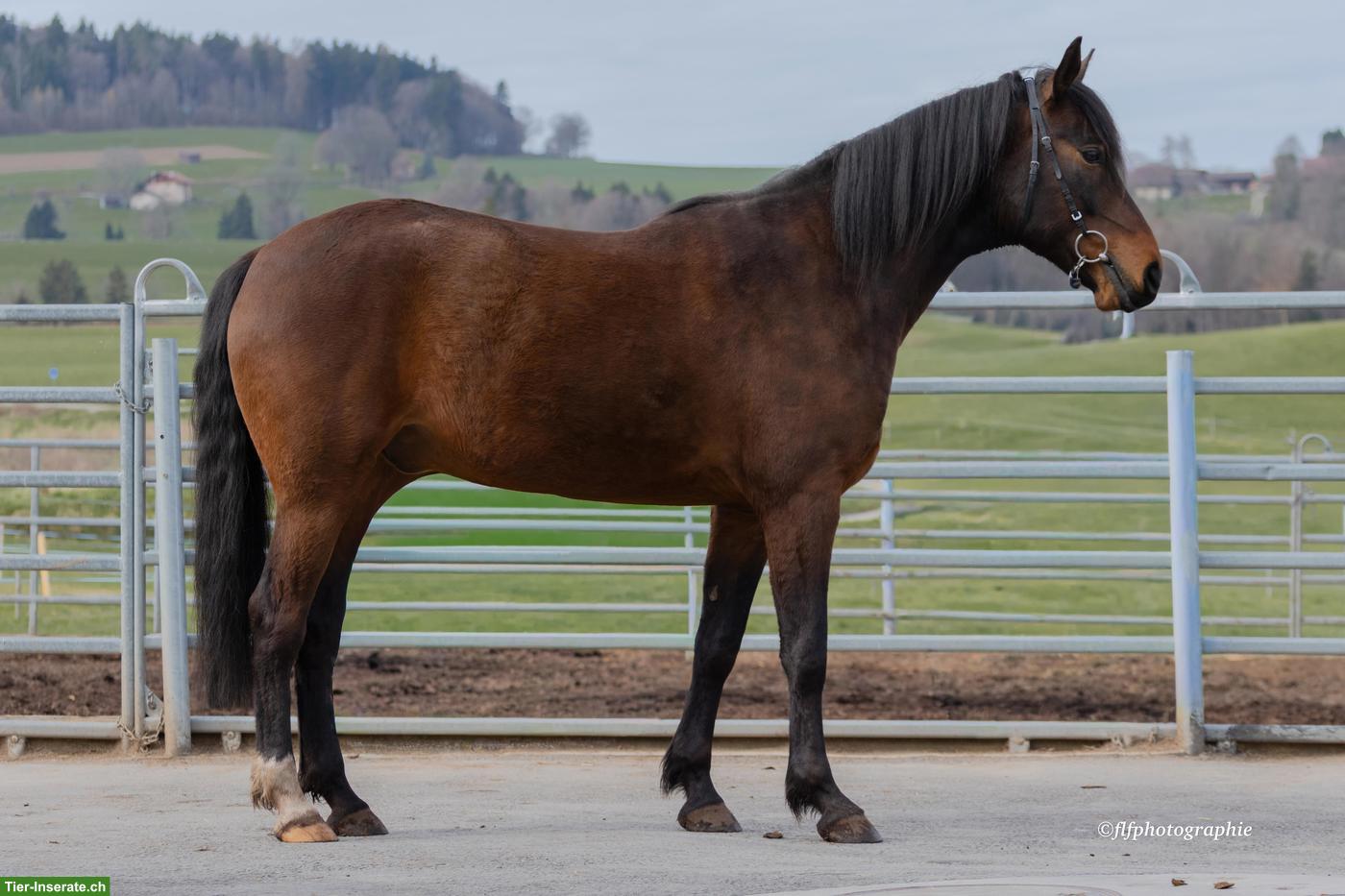 Bild 2: Amir vom Aeschlenberg - Traber/Araber x Pinto/Schweizer Warmblut